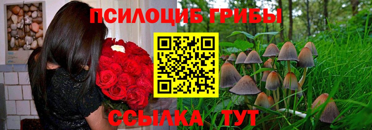 Орёл  Псилоцибиновые грибы Psilocybine cubensis  Вход с VPN 